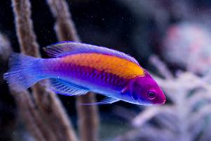 Orange-Back Fairy Wrasse Thumbnail