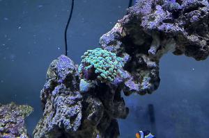 Green Hammer coral Thumbnail