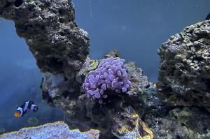 Pink Hammer Coral Thumbnail