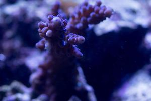 Purple Staghorn Acropora Thumbnail