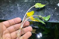 Cryptocoryne Wendtii Red Thumbnail