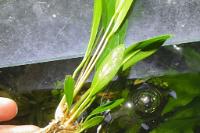 Anubias Lancelota Thumbnail