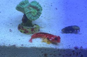 Turquoise Candy Cane Coral Thumbnail