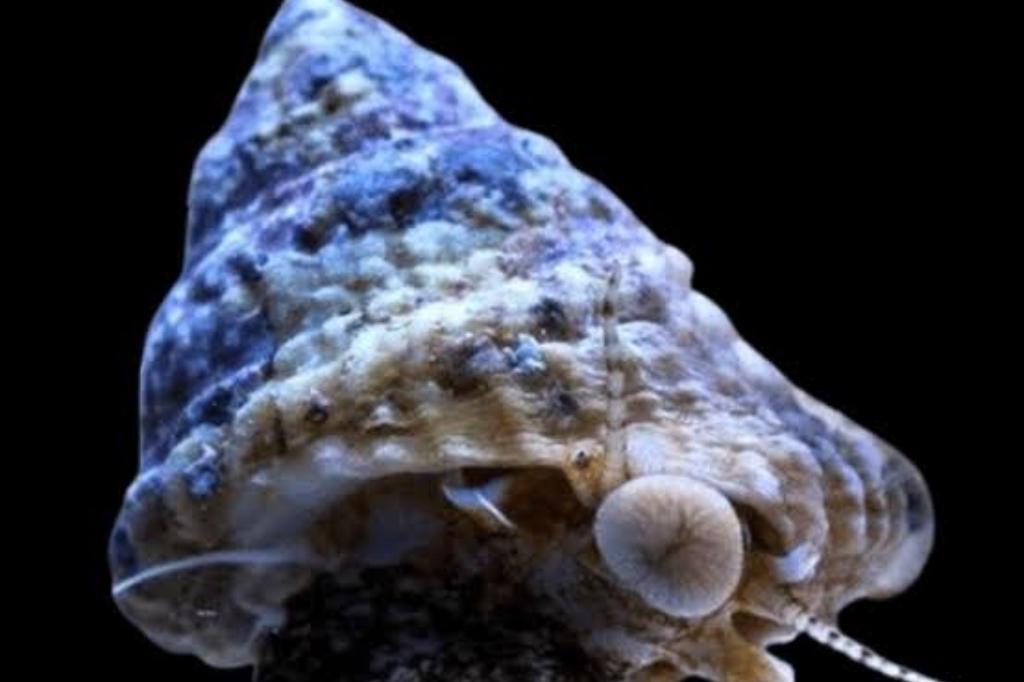 Astraea Conehead Snail / Astraea tecta 1418