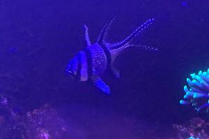 Banggai Thumbnail