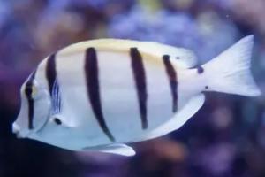 Convict Tang Thumbnail