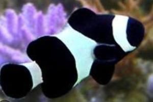 Black Ocelaris Clownfish Thumbnail