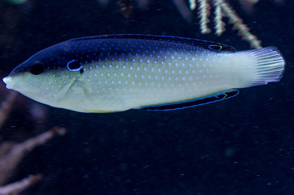 Black-backed Wrasse / Anampses neoguinaicus 13