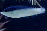 China Pearl Wrasse Thumbnail