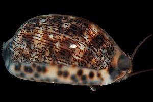 Cowrie Snail Thumbnail