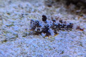 Scooter Blenny Thumbnail