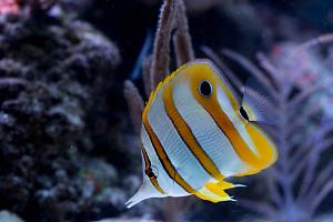 Copperband Butterflyfish Thumbnail