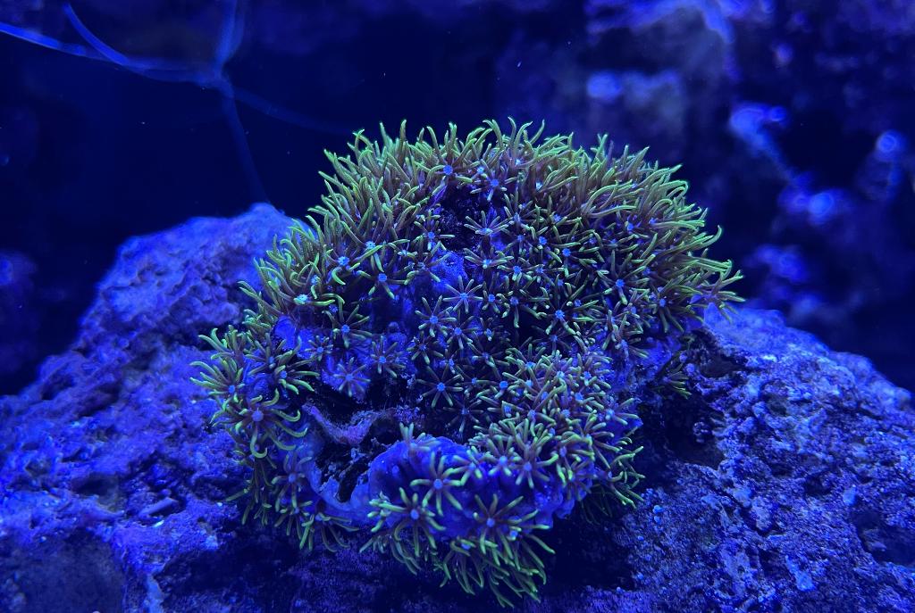 Green Star Polyp