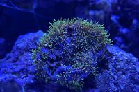 Green Star Polyp Thumbnail