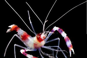 Banded Coral Shrimp Thumbnail