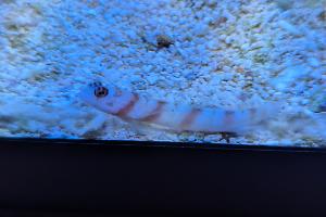 Pinkbar Goby Thumbnail