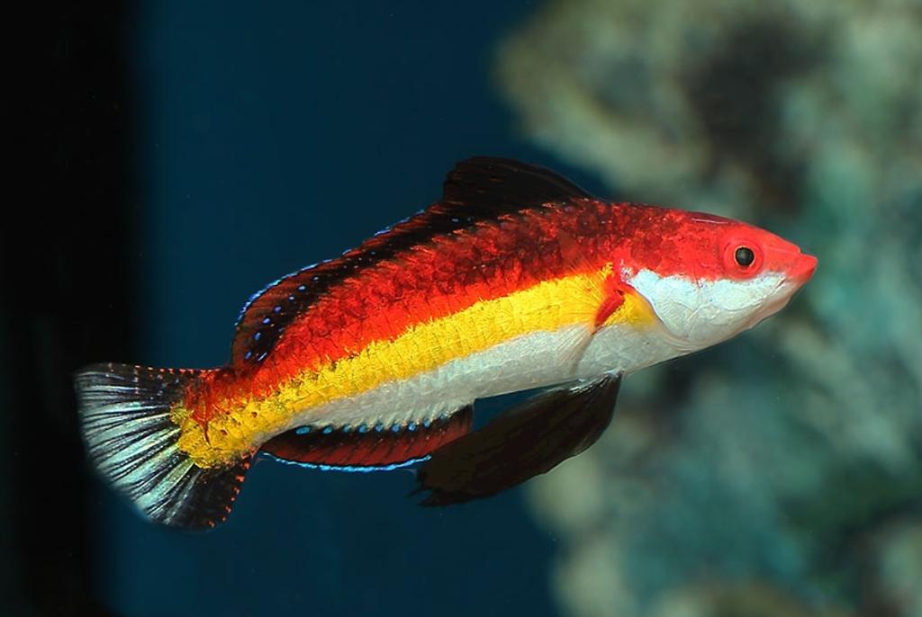 Naoko's Fairy Wrasse