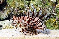 Red Lionfish Thumbnail