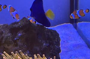 Purple Tang Thumbnail