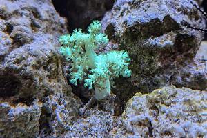 Kenya Tree Coral Thumbnail