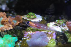 Masked Goby Thumbnail