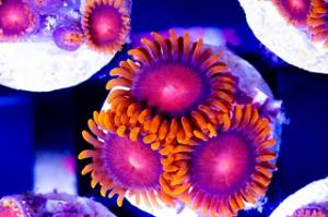 Bam Bam Zoanthid Thumbnail