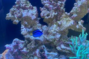 Blue Tang Thumbnail