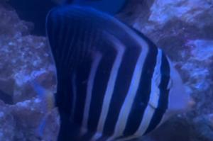 Sailfin Tang Thumbnail