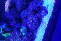 Acan Enchinata  Thumbnail