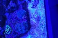 Acan Echinata Thumbnail