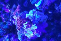 Acropora Red Diamond Thumbnail