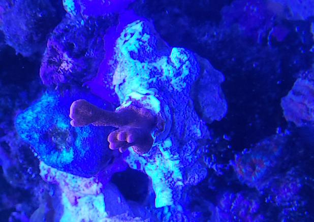 Montipora digitata