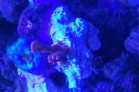 Montipora digitata  Thumbnail