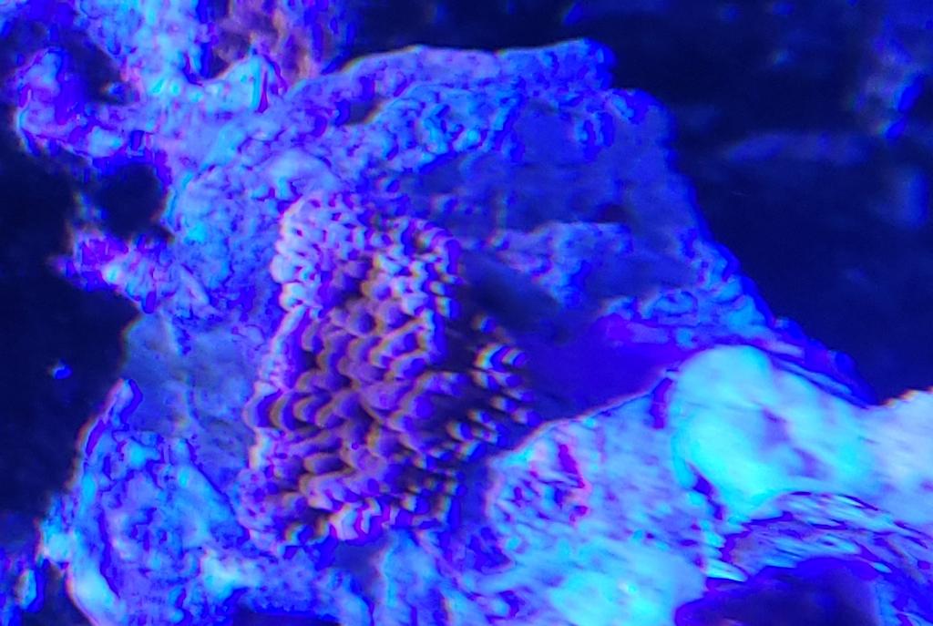 Montipora Danae