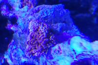 Montipora Danae Thumbnail