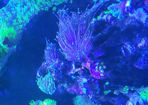 Torch Coral