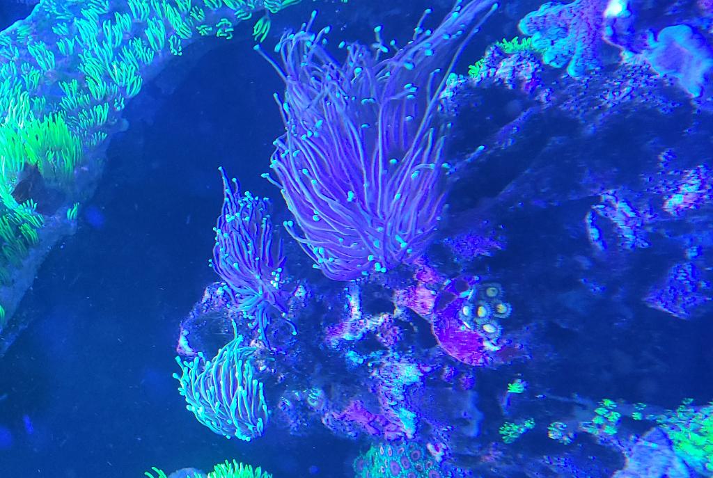 Torch Coral