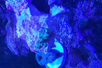 Montipora Elkhorn  Thumbnail