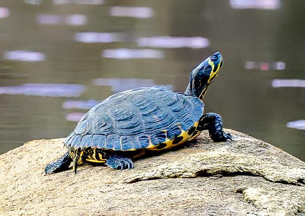 Yellow-bellied slider