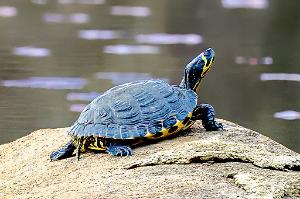 Yellow-bellied slider