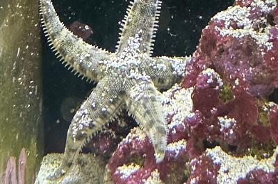 Sand Sifting Sea Star