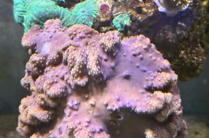 Leather coral Thumbnail