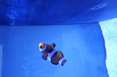 Ocellaris clownfish