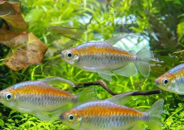 Congo Tetra