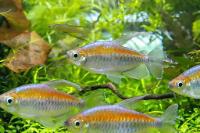 Congo Tetra  Thumbnail