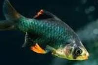 Green Tiger Barb Thumbnail