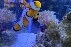 Davinci Clownfish Thumbnail