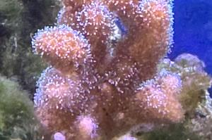 Birdsnest Coral Thumbnail