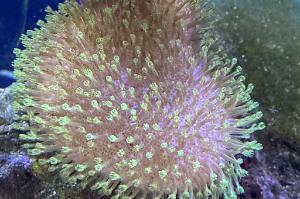 Toadstool Mushroom Leather Coral Thumbnail