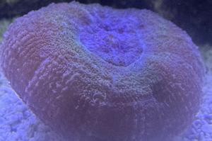 Lobophyllia Brain Coral Thumbnail